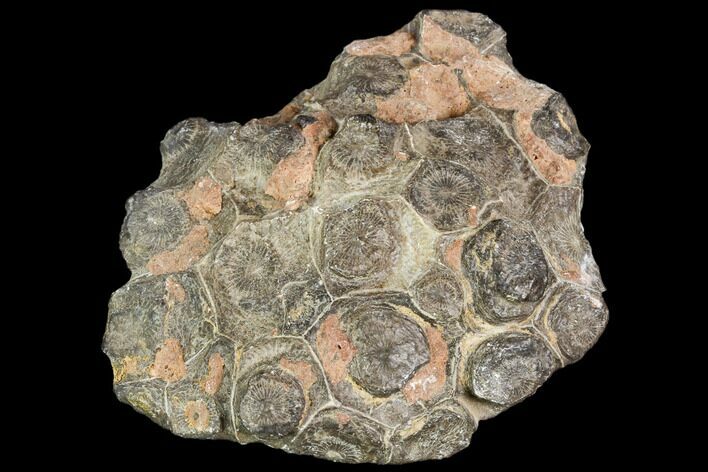 Fossil Coral (Actinocyathus) Head - Morocco #105707